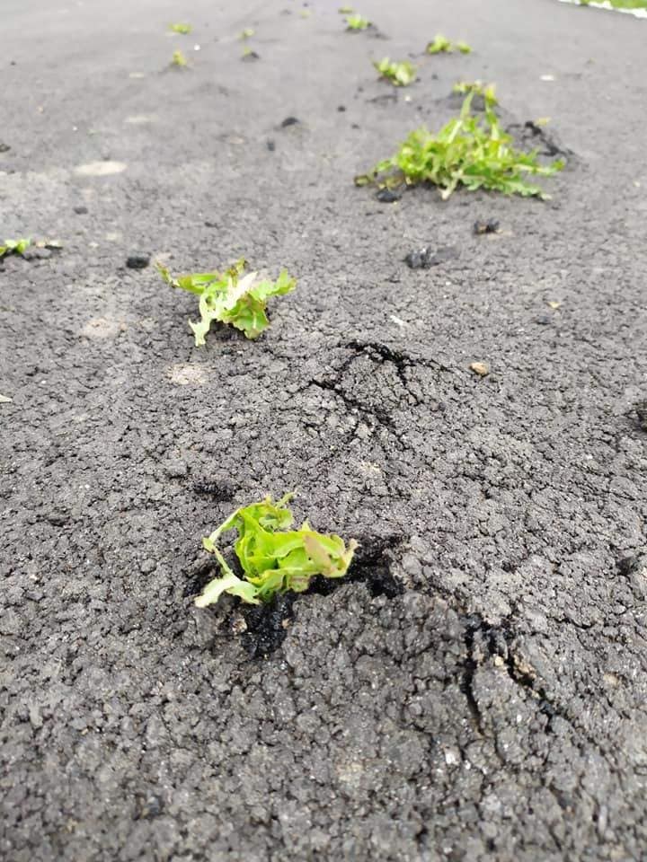 Дорога поросла травой - фото: fb Типичный Кривой Рог Типовий Кривий Ріг