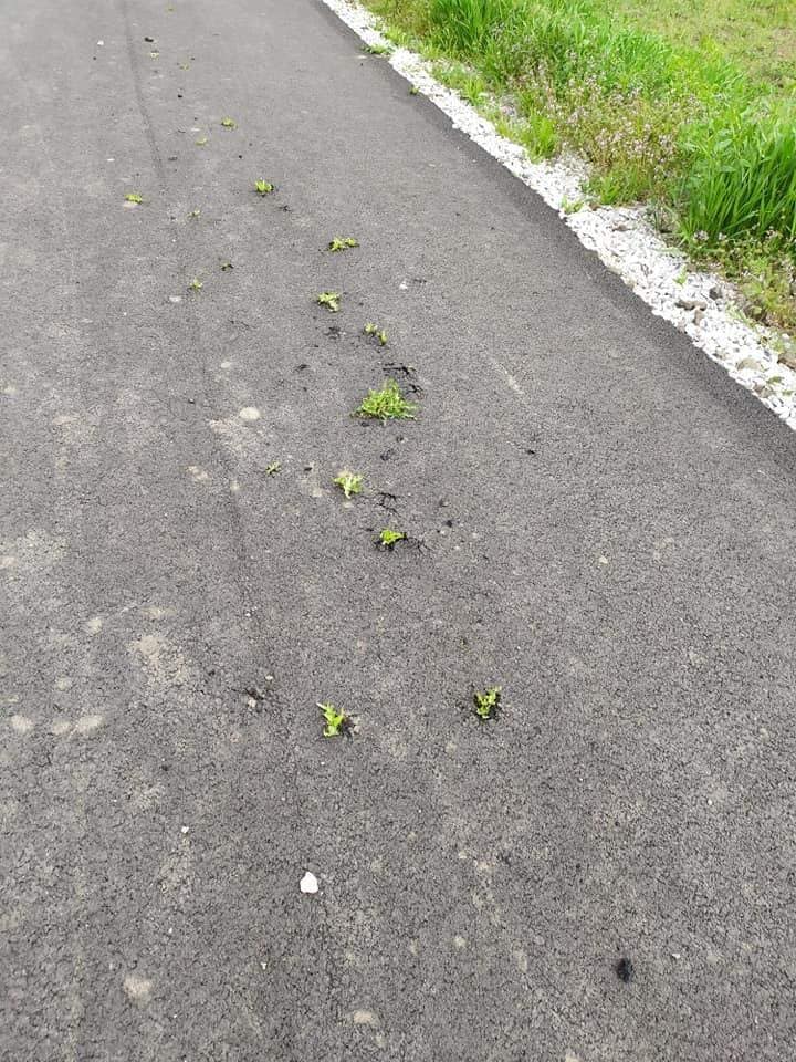 Дорога поросла травой  - фото: fb Типичный Кривой Рог Типовий Кривий Ріг