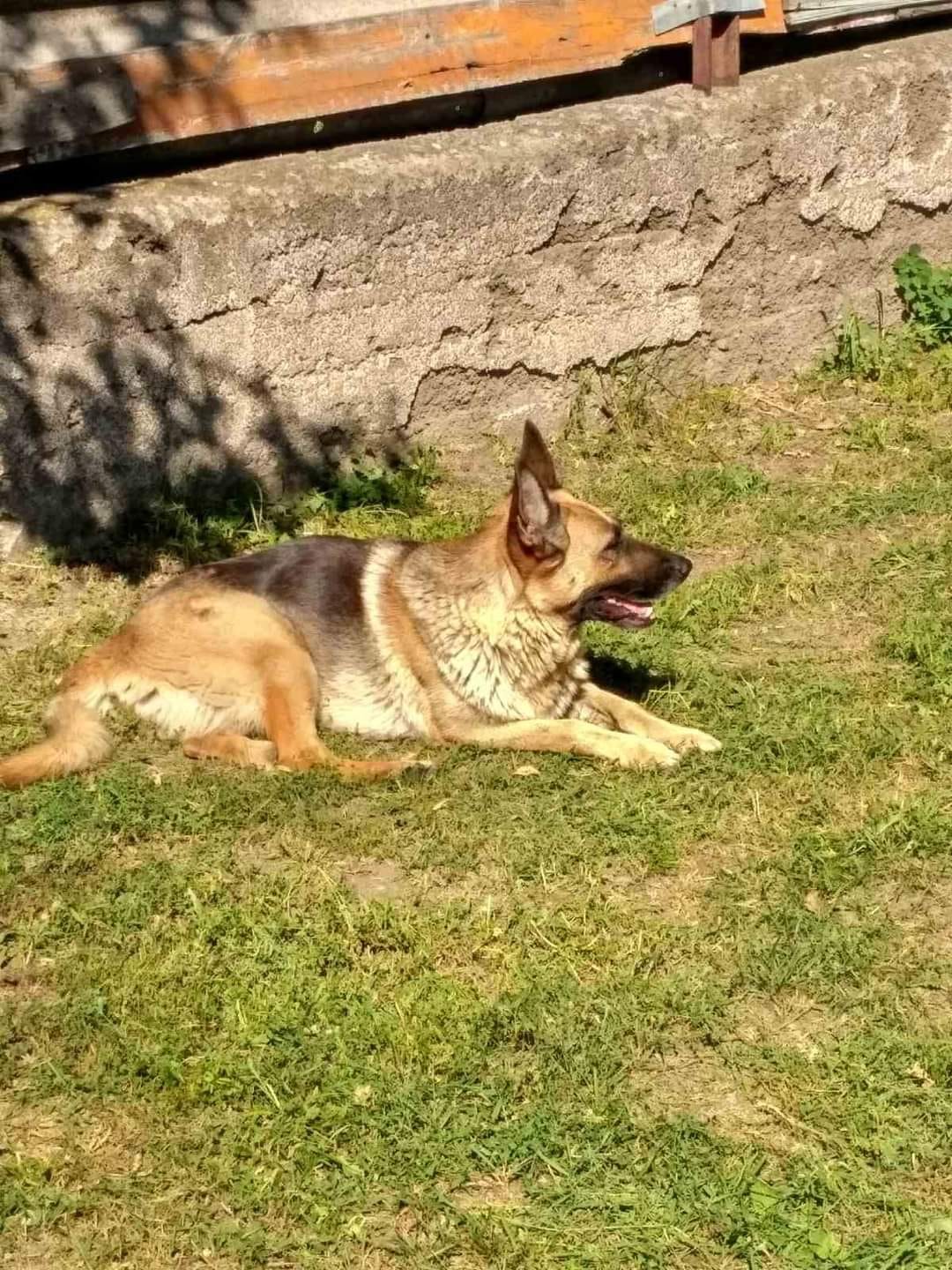 Днем ранее пропала собака  - фото: fb Екатерина Головачева