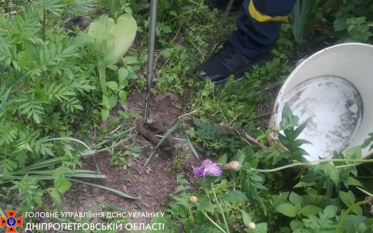 Змея заползла в цветник - фото: ГСЧС