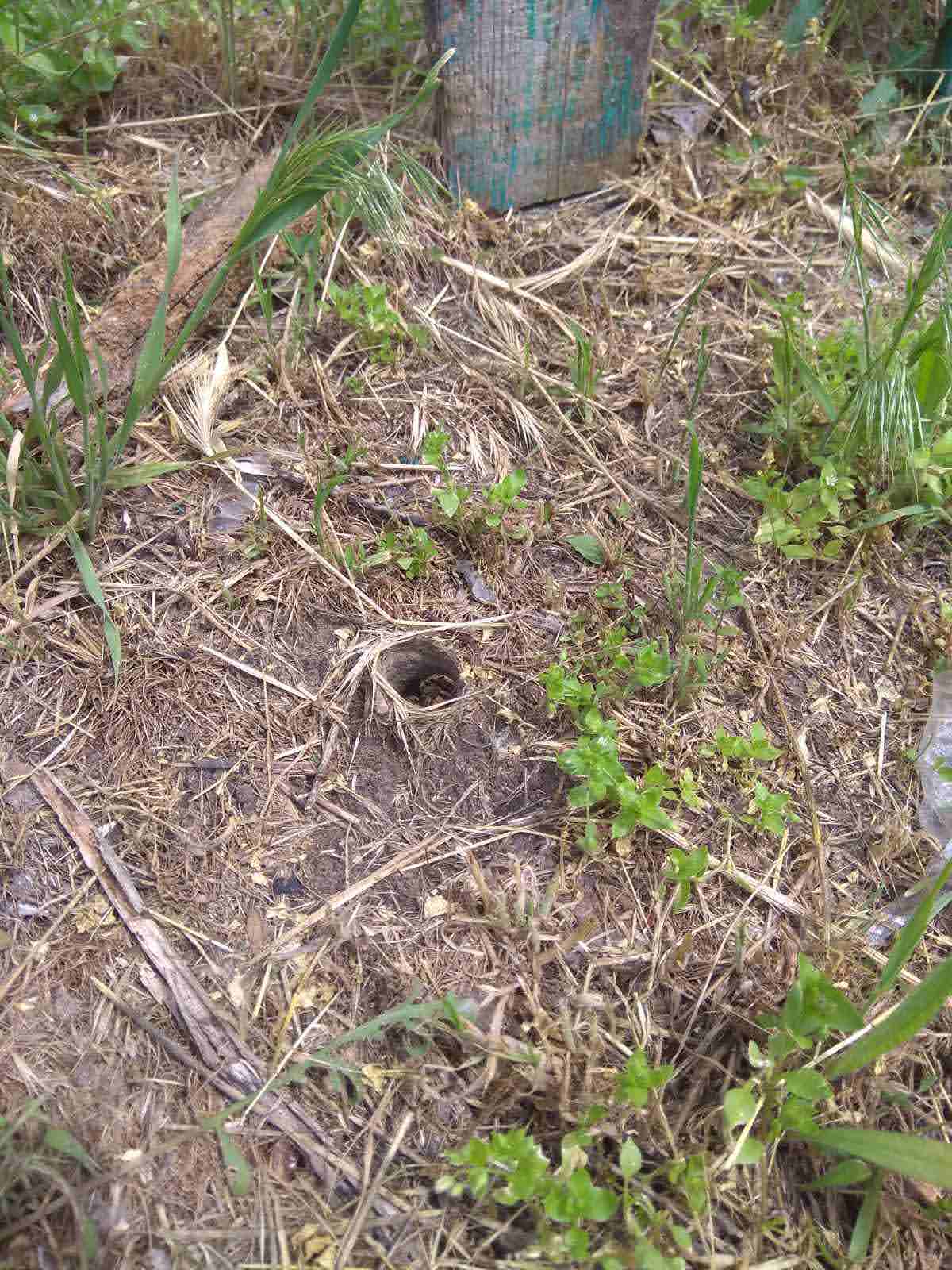 Норка паука - фото: fb Сергей Васильев