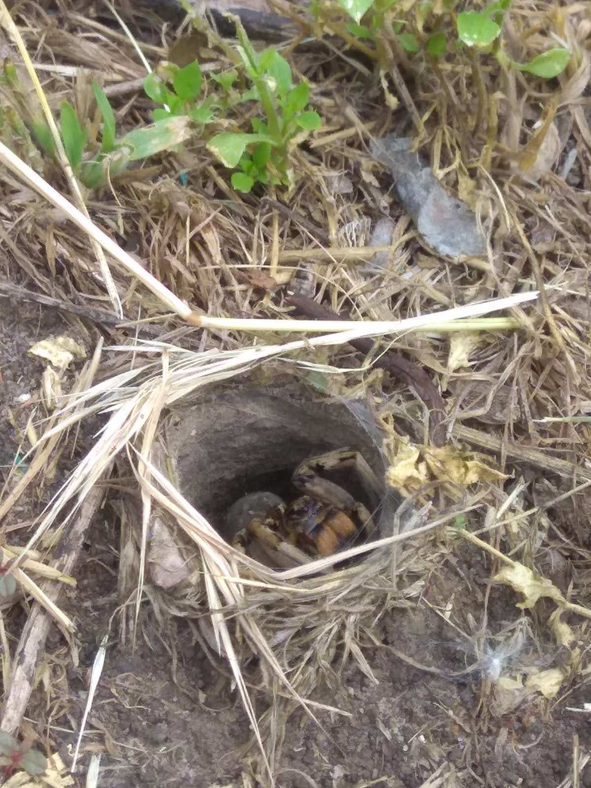 Тарантул - фото: fb Сергей Васильев