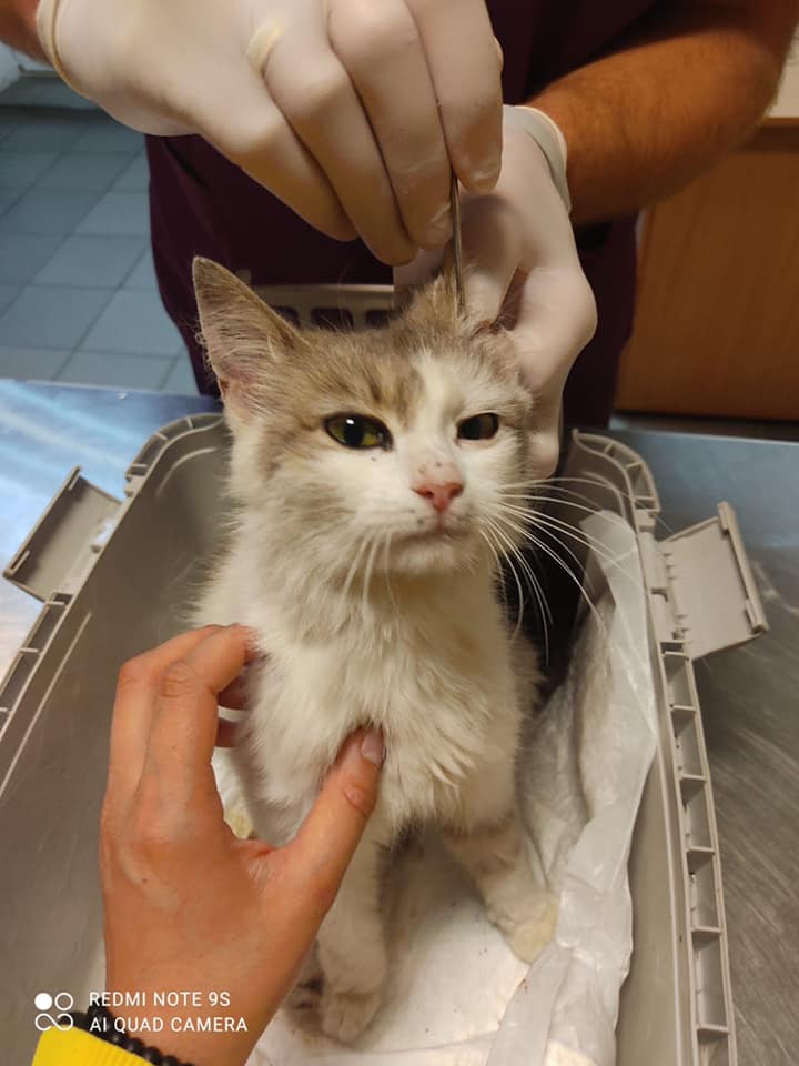 Пульку нужно спасти - фото: fb Ириша Терещенко