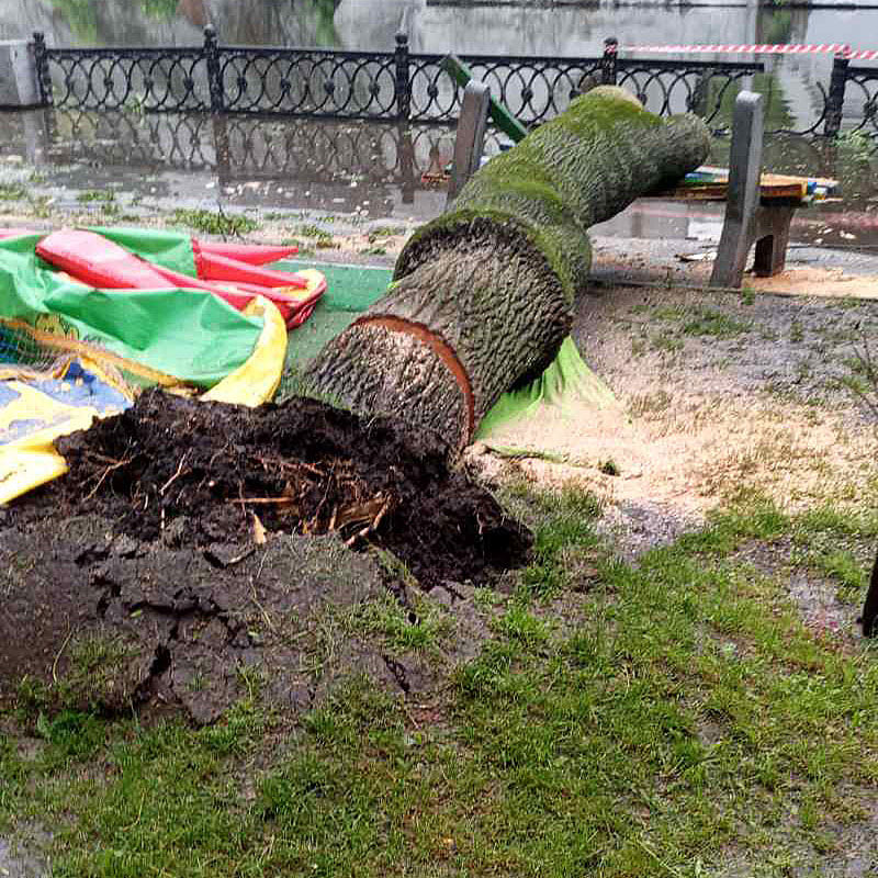 Упало дерево - фото: fb Департамент парків та рекреації