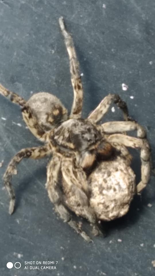 Паук - фото: fb Станислав Жовненко