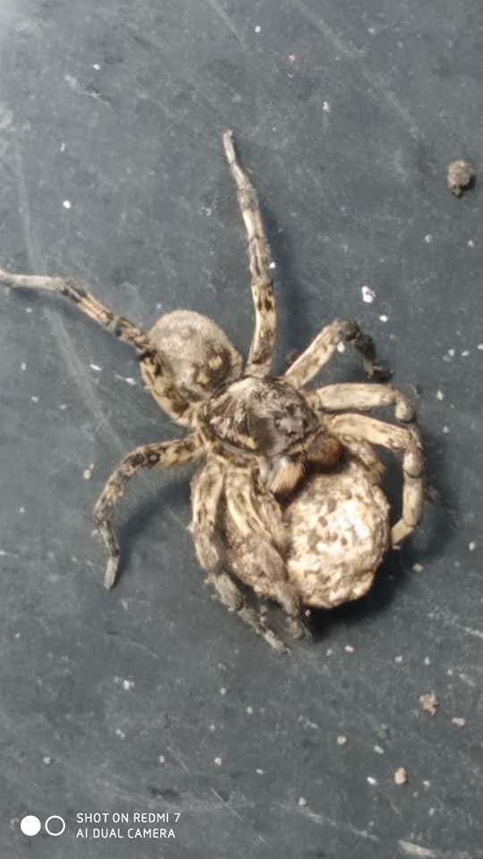 Огромный и мохнатый - фото: fb Станислав Жовненко