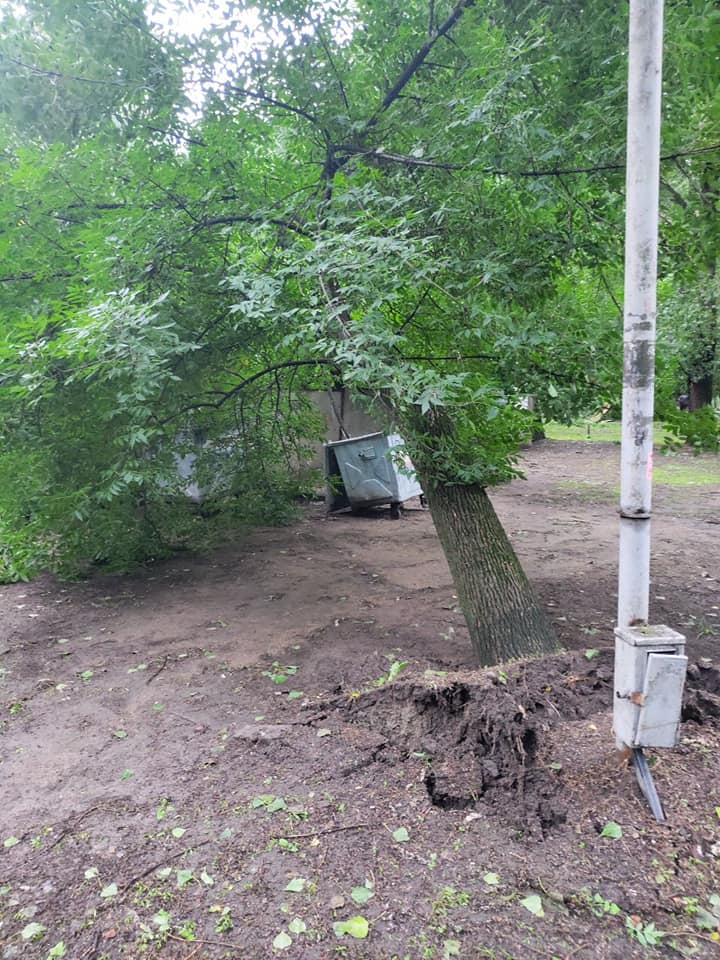 Дерево - фото: fb Департамент парків та рекреації 