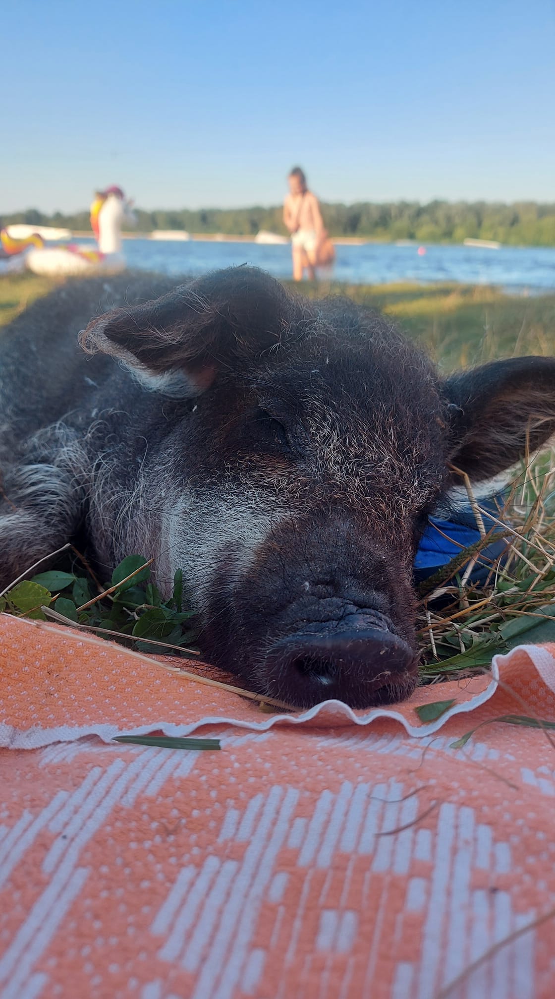 Поросенок загорал на пляже - фото: fb Ирина Журенкова