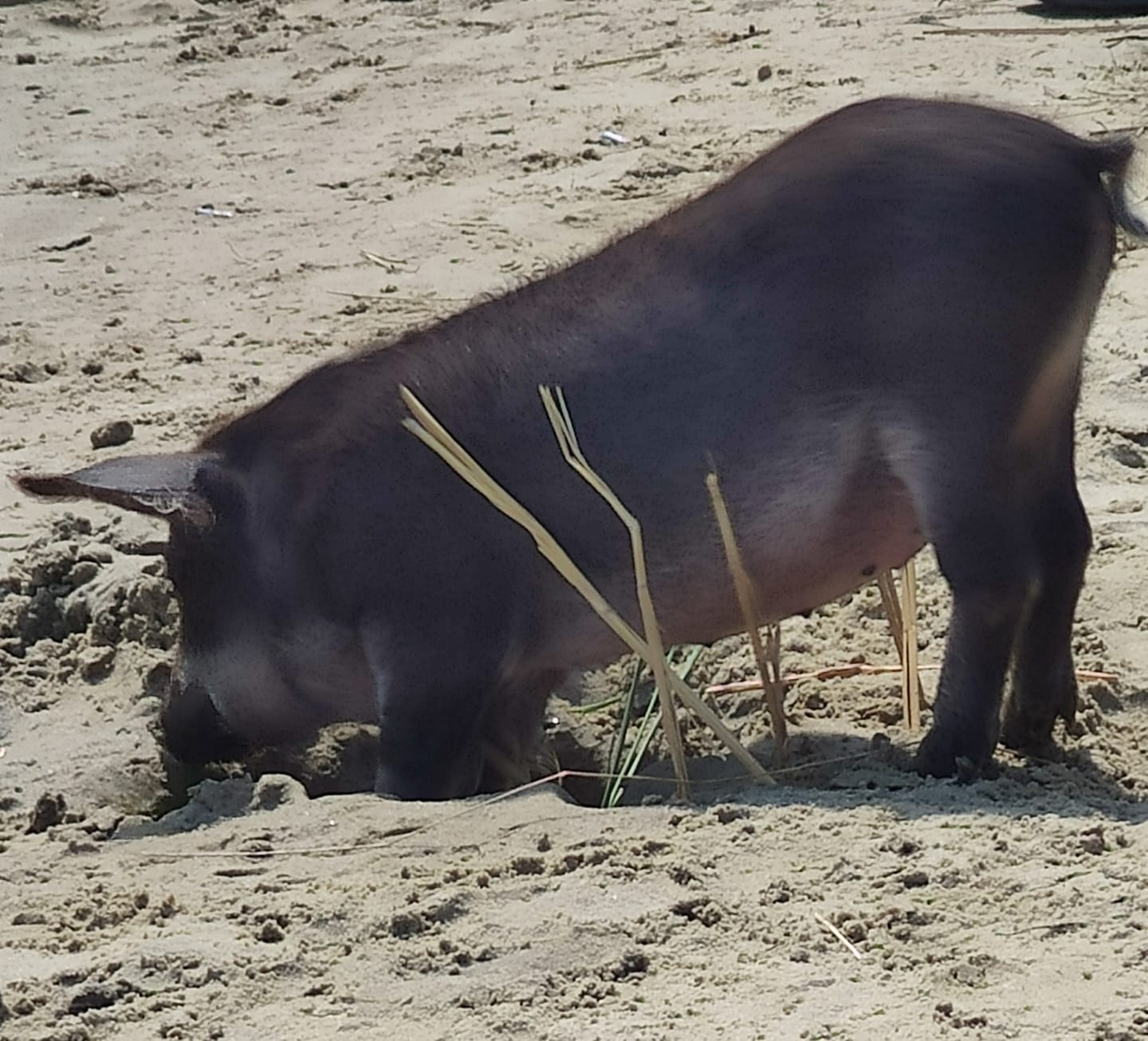 А еще копал ямку - фото: fb Катенька Горб