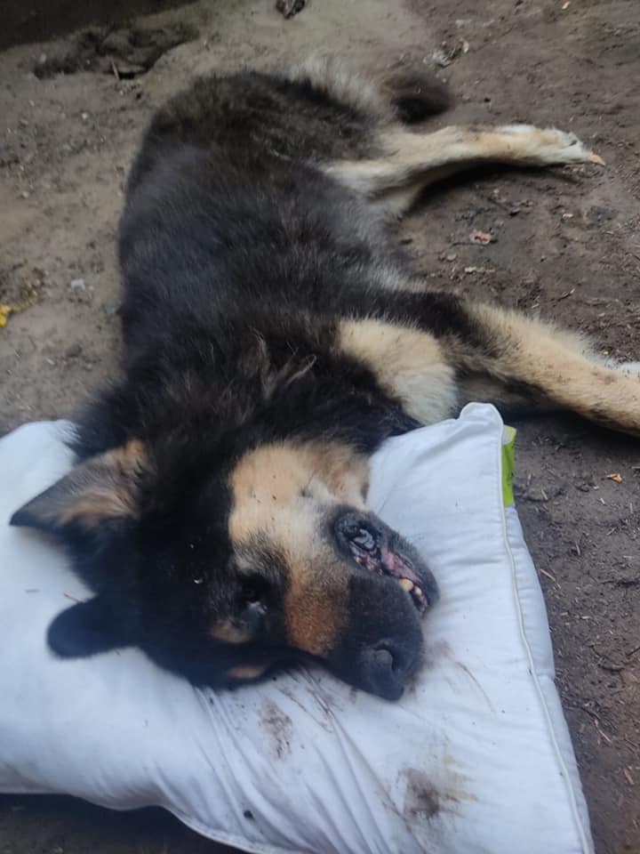 Одну собаку не удалось спасти / фото: fb Ириша Терещенко