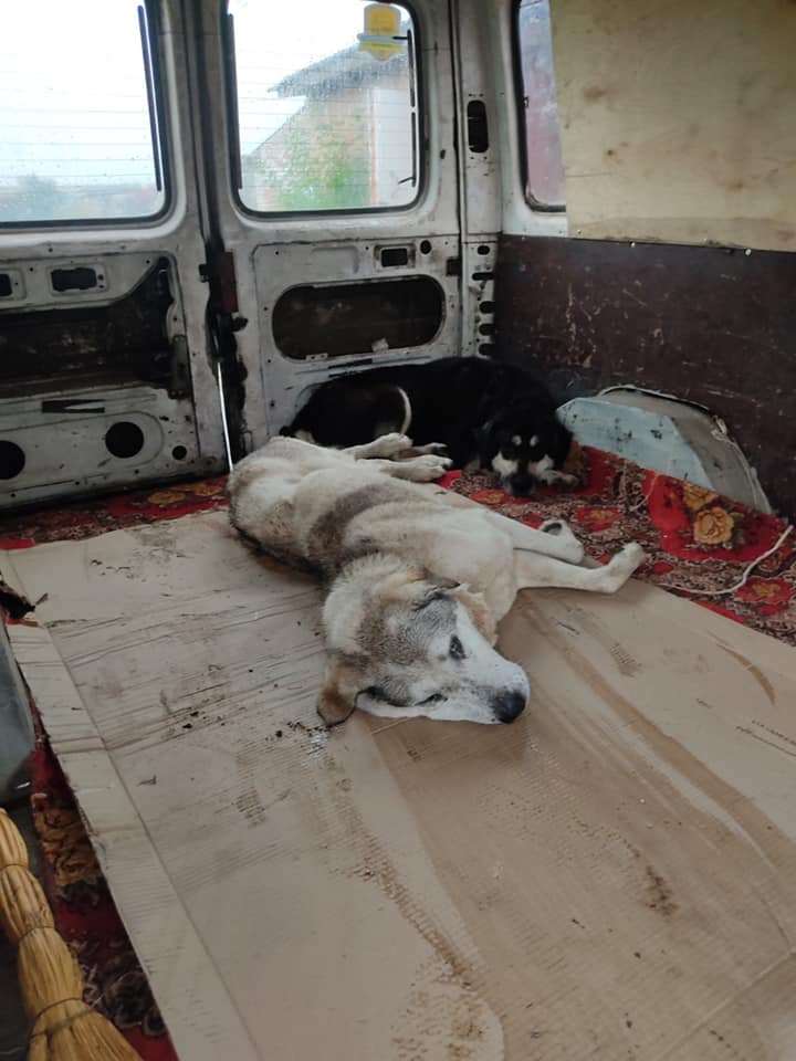 Волонтеры забрали еще 2 собак / фото: fb Ириша Терещенко