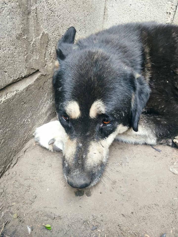 Сейчас псы живут в приюте / фото: fb Ириша Терещенко