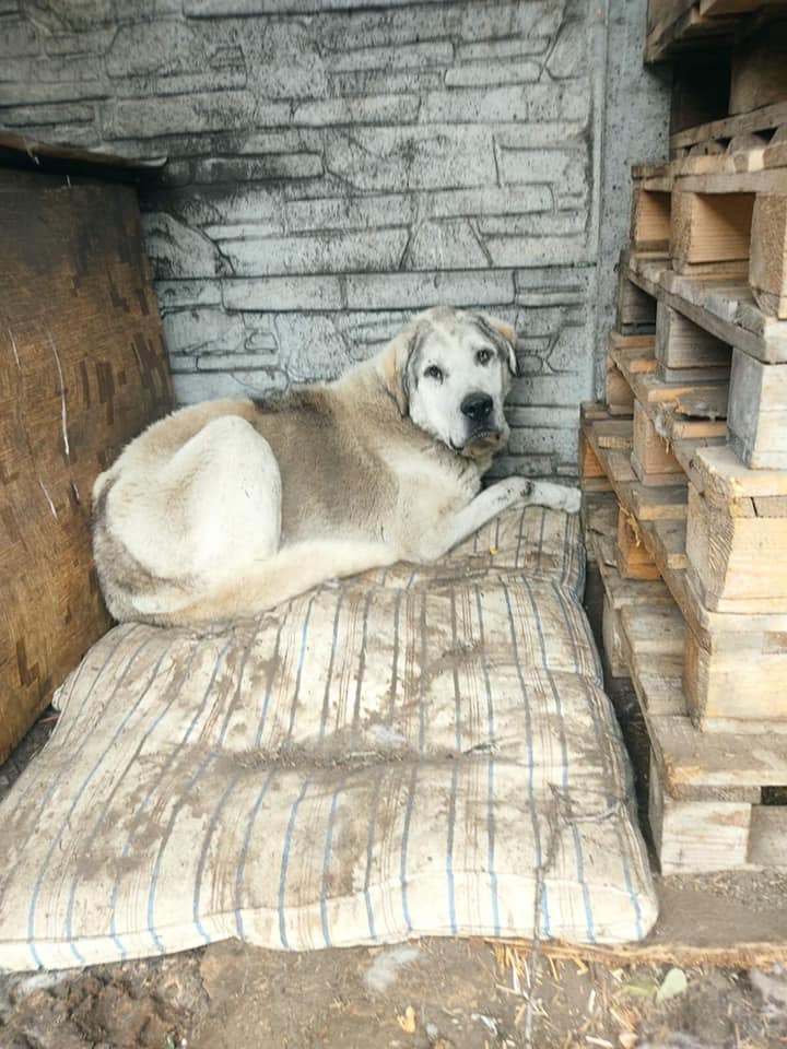 Милашкам ищут кураторов / фото: fb Ириша Терещенко