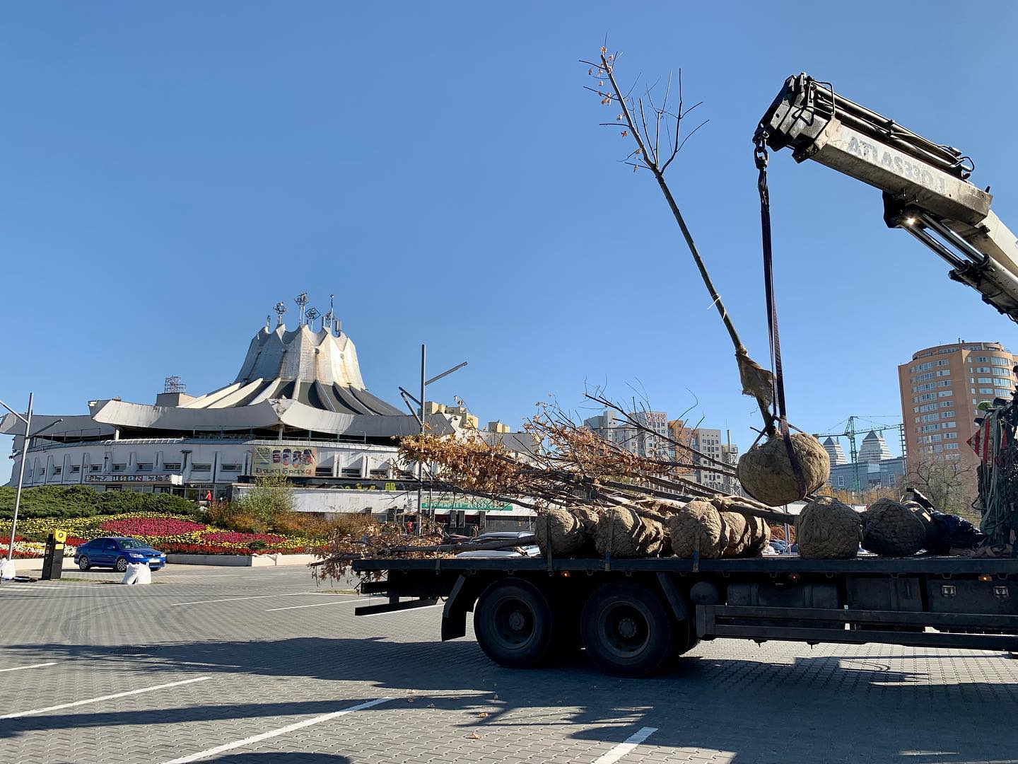 Это молодые клены - фото: fb ALEF Corporation 