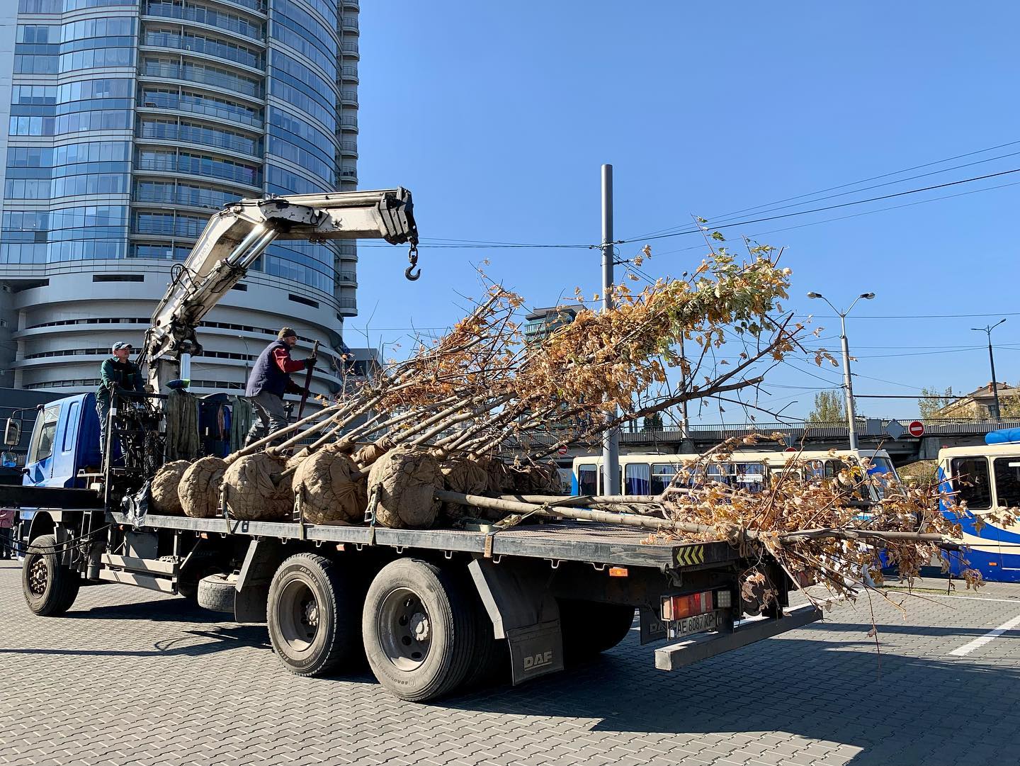 Здесь должно появится 31 дерево - фото: fb ALEF Corporation 