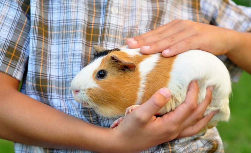 Трогательный зоопарк - фото: pets2.me