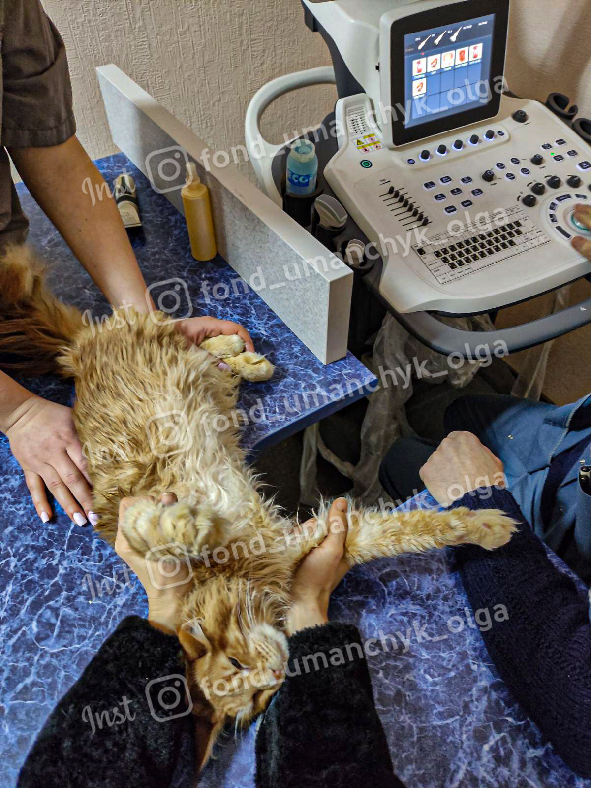 Котик постоянно ощущает боль - || фото: facebook.com/olga.umanchyk