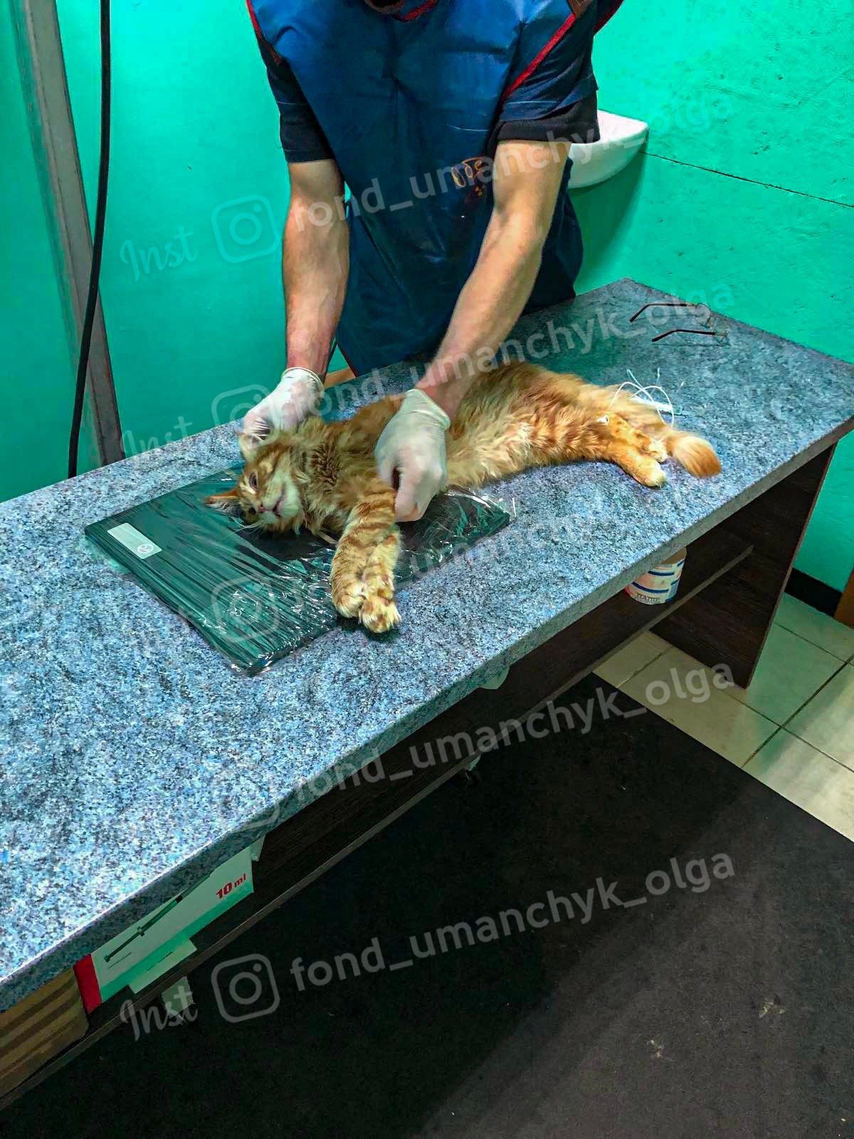 Помочь Гоше может только операция - || фото: facebook.com/olga.umanchyk