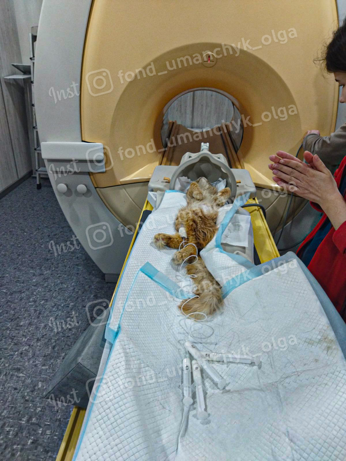 Гоше нужна помощь - || фото: facebook.com/olga.umanchyk