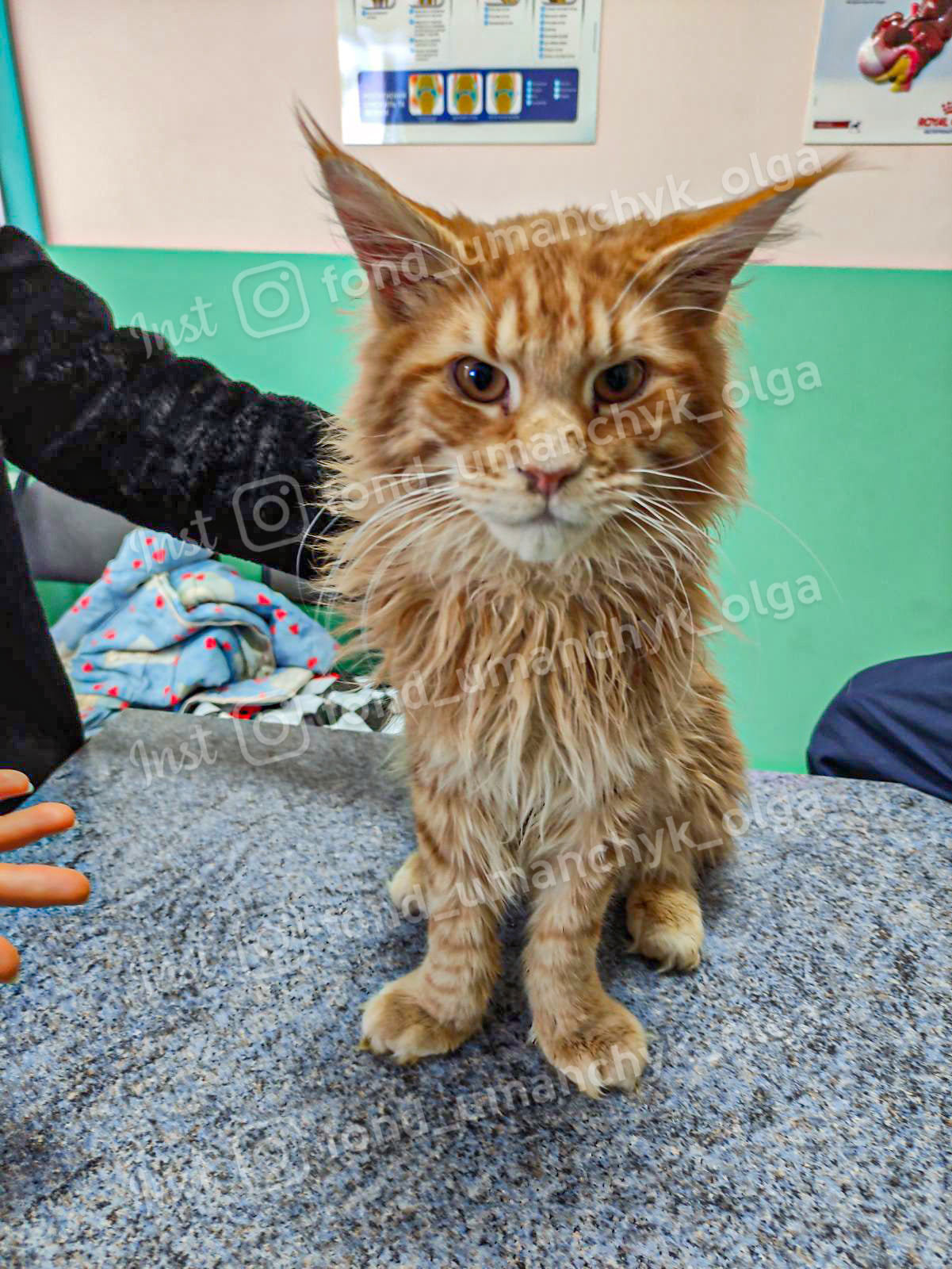 У Дніпрі рятують кота Гошу - || фото: facebook.com/olga.umanchyk