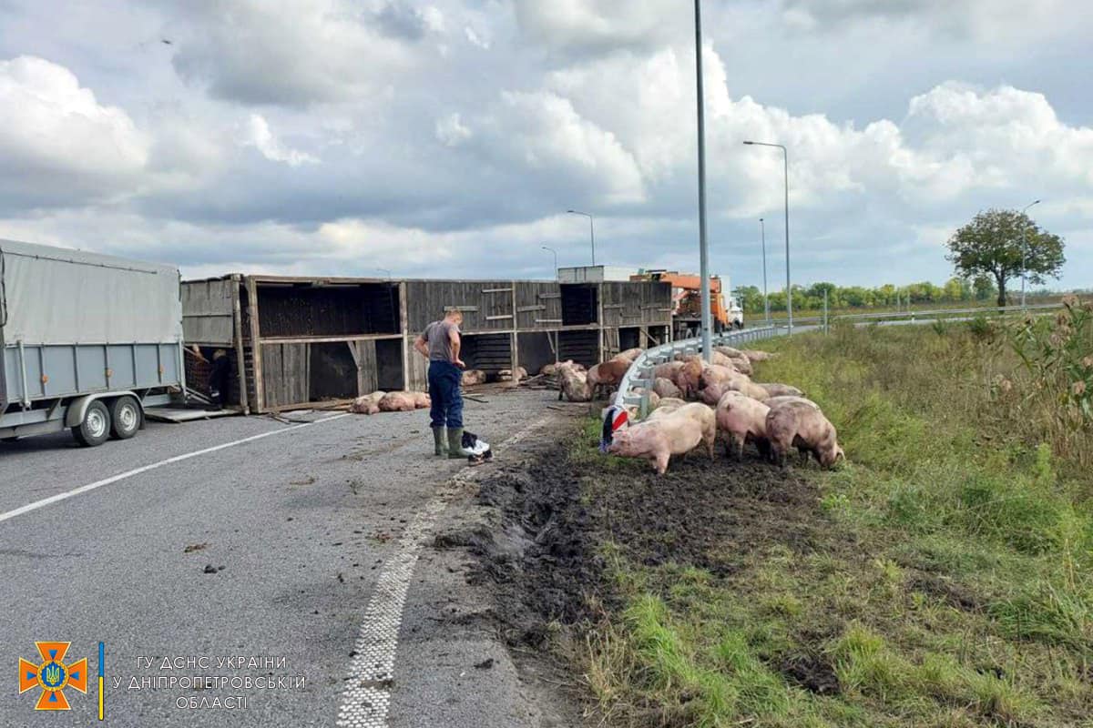 Автомобіль перевозив свиней - || фото: facebook.com/MNSDNE