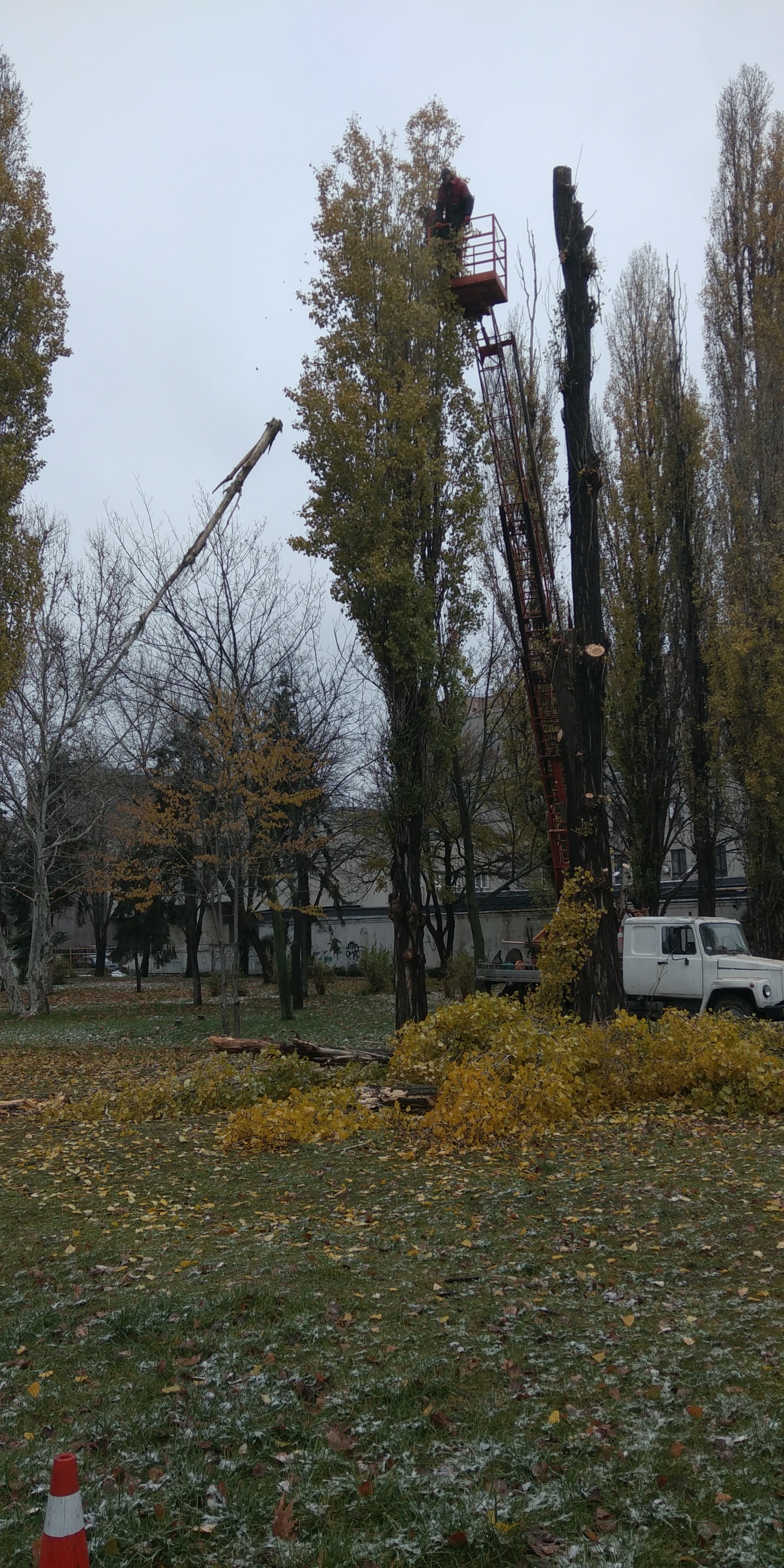 Аварийный тополь в парке Глобы - || фото: facebook.com/direkzia