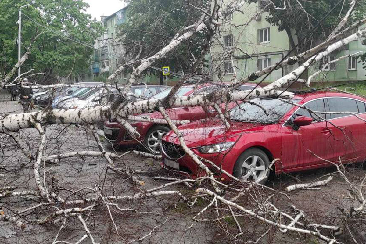 Упало дерево - фото: ГСЧС