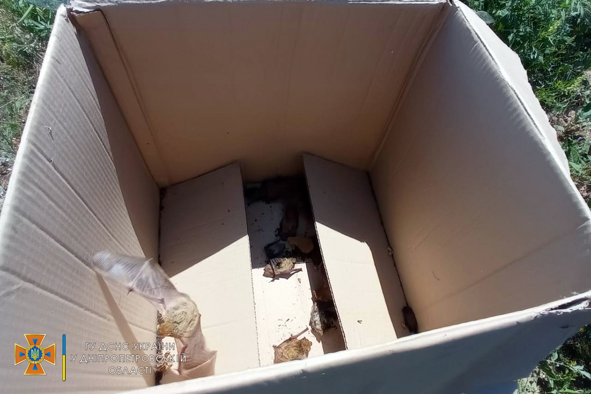 Потом их отвезли за пределы поселка  - фото: ГСЧС