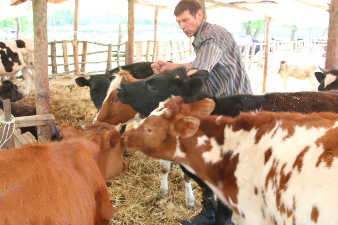 В Днепропетровской области фермер спасает коров - фото: fakty.ua