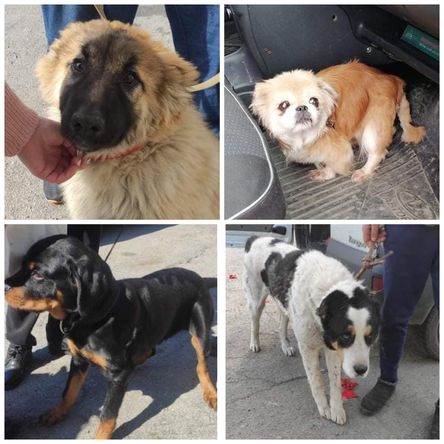 У Дніпро евакуювали собак із Донецької і Луганської областей - || фото: facebook.com/profile.php?id=1845160915