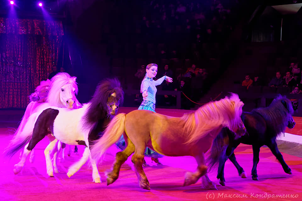 Цирк / фото: dv-gazeta.info