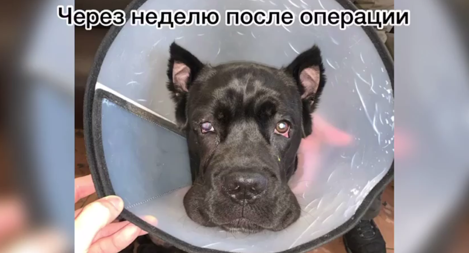 Через неделю после операции / фото: fb Ветклиника "На Рабочей"