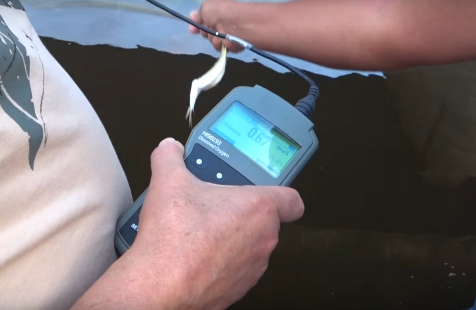 Уровень кислорода в воде критически низкий / фото: Валентин Левшин