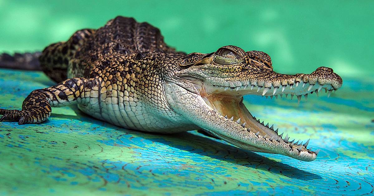 Крокодиловая ферма - фото: travelask