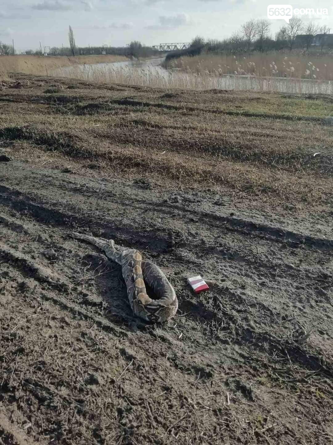 У Павлограді помітили мертвого удава - || фото: 5632.com.ua