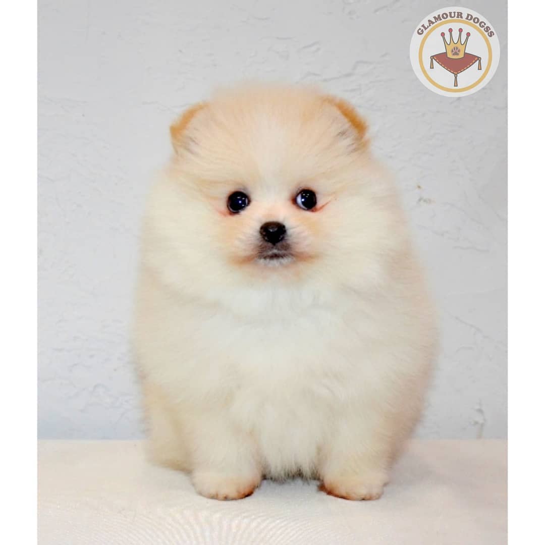 Малыш - фото: glamour_dogss