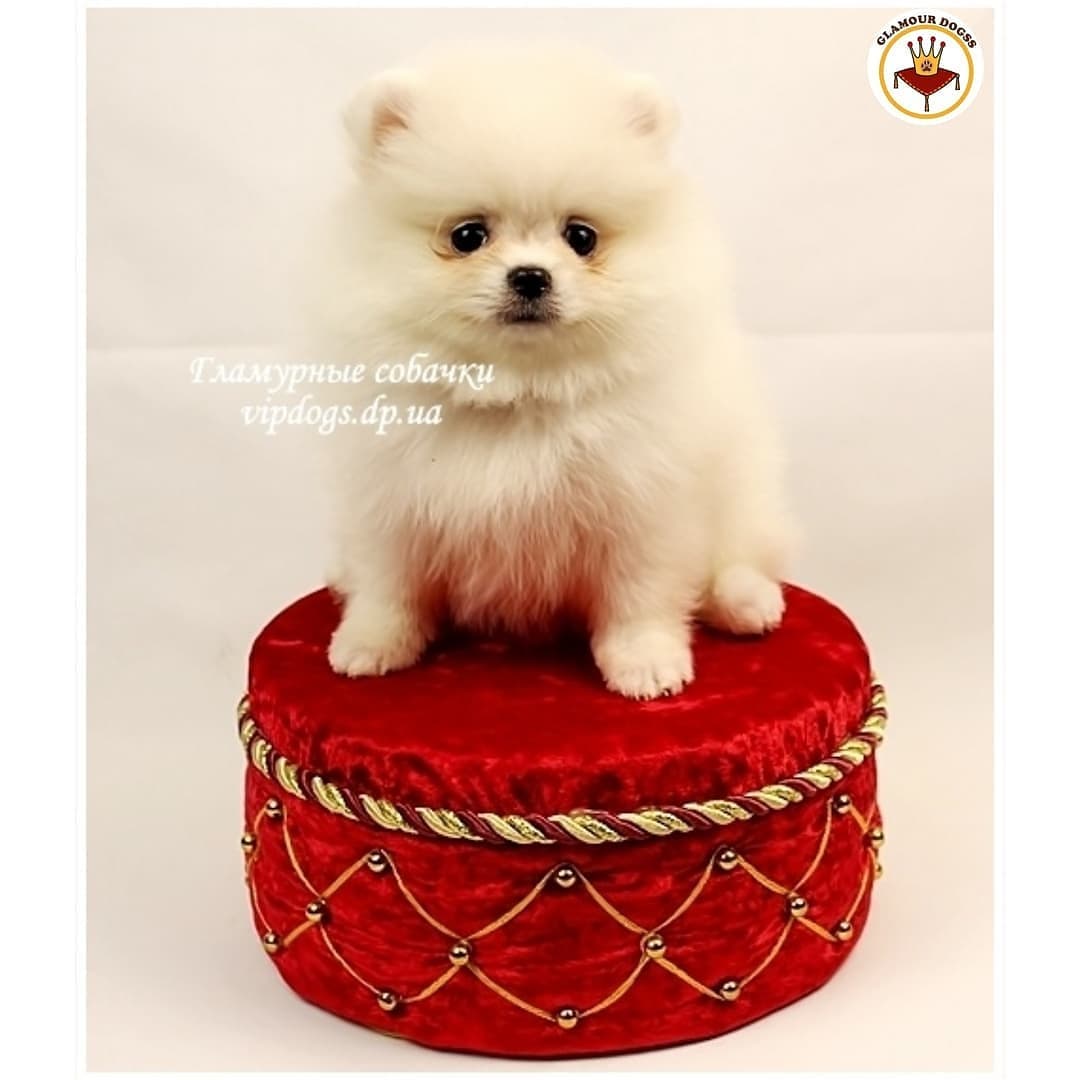 Но зато очень красивые - фото: glamour_dogss