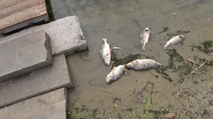 В Днепре гибнет рыба / фото: Валентин Левшин