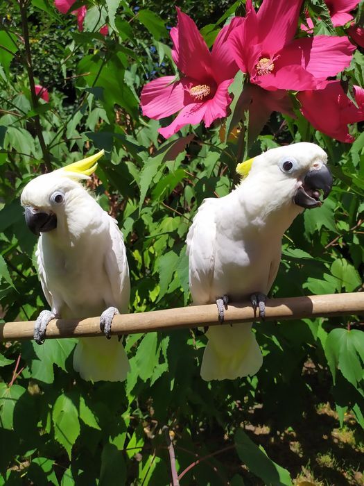 Они готовы переехать в новую семью -