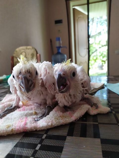 В Днепре самые дорогие попугаи - это какаду -