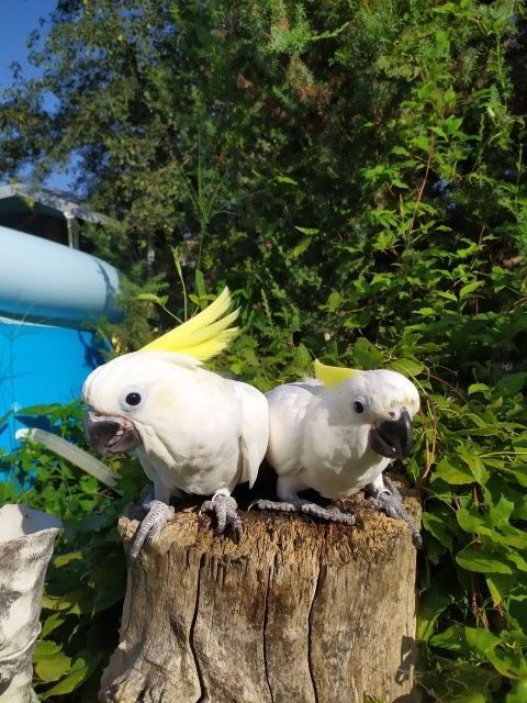 Их цена стартует от тысячи долларов -