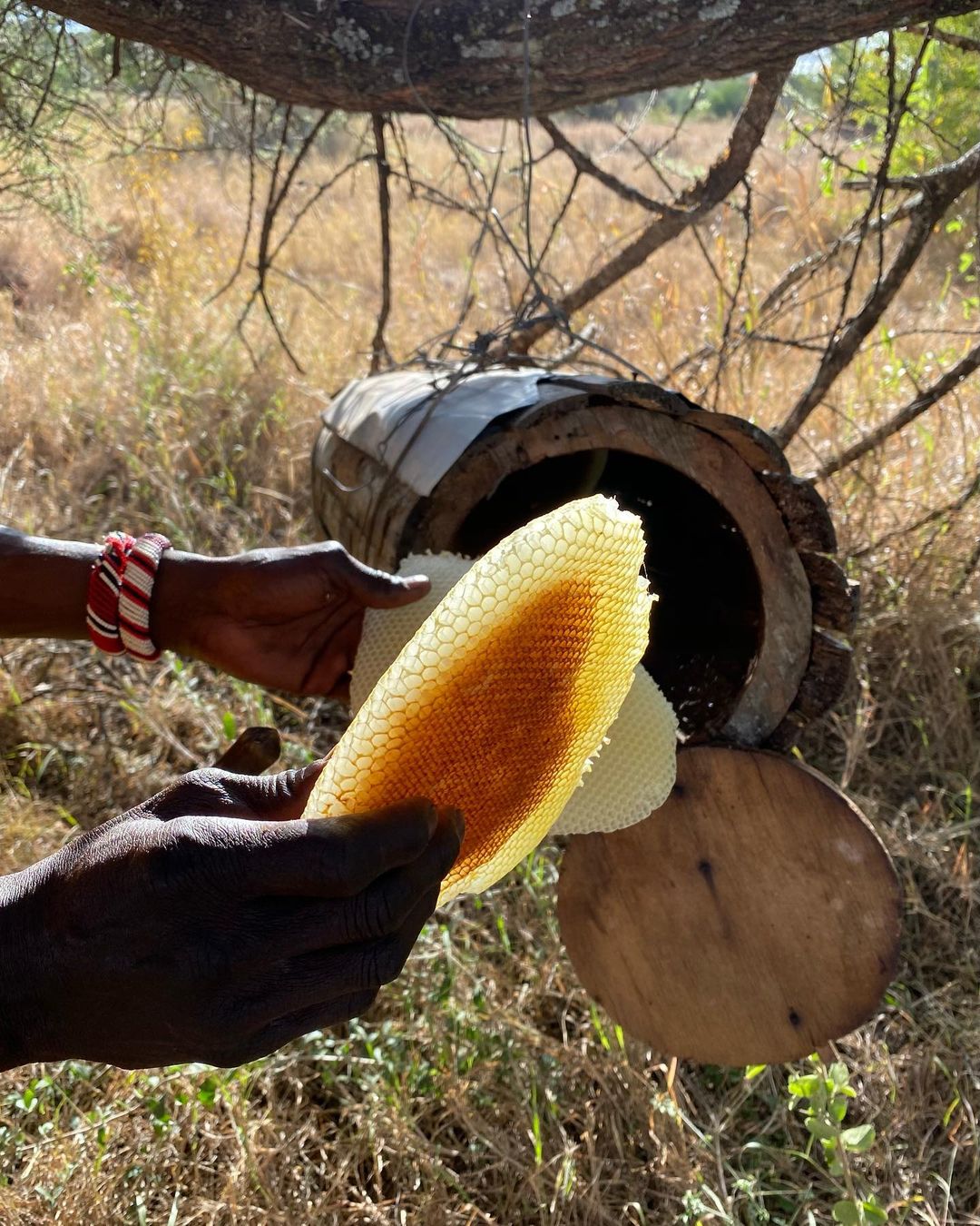 Улиь подвешивают на дереве  / фото: maryna.filatova