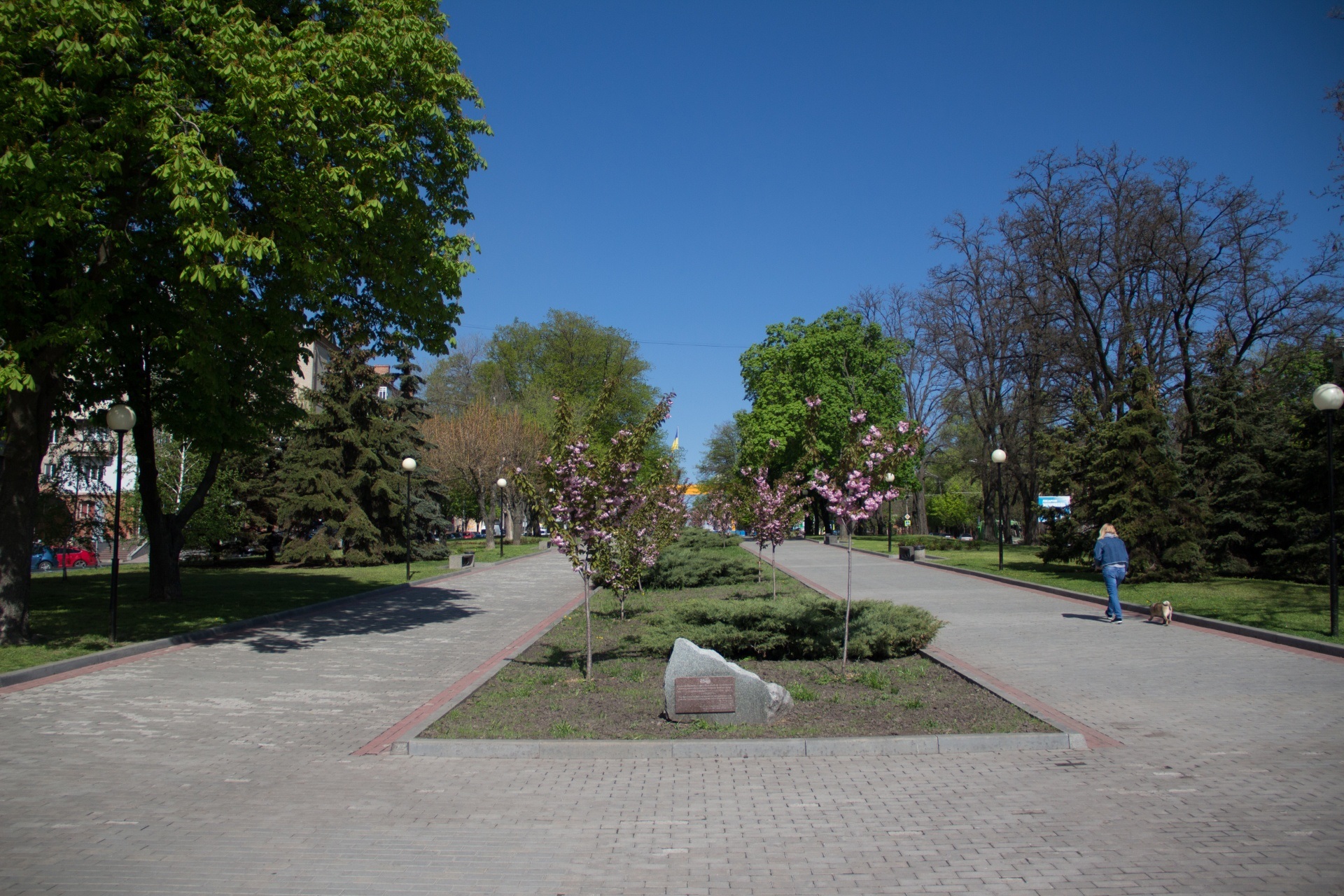 Аллея сакур в Днепре - фото: dniprorada.gov.ua