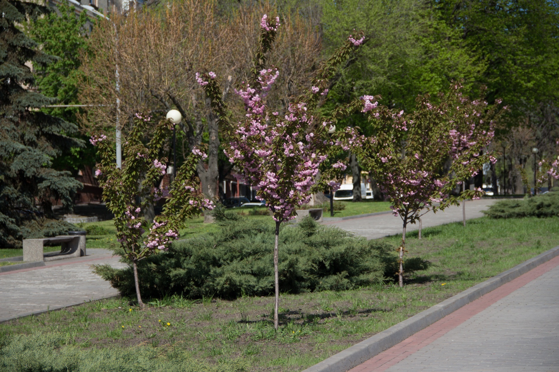 В Днепре посадили полсотни сакур - фото: dniprorada.gov.ua