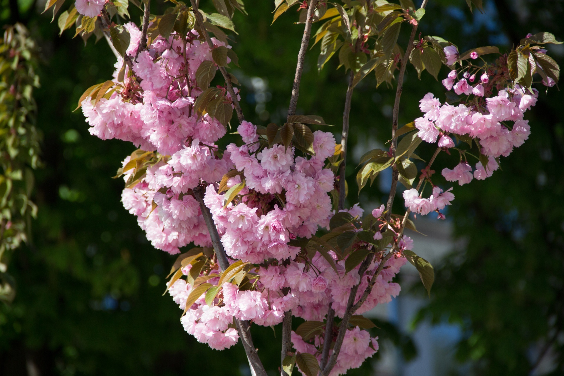 Уже несколько лет горожан радуют красивые сакуры - фото: dniprorada.gov.ua
