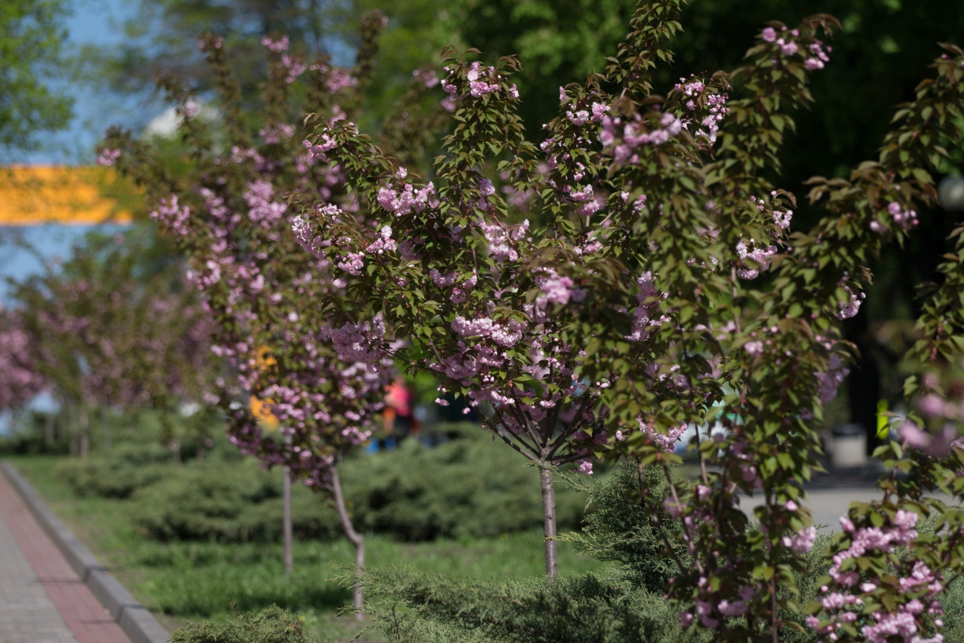 Отличное место для фотографий - фото: dniprorada.gov.ua