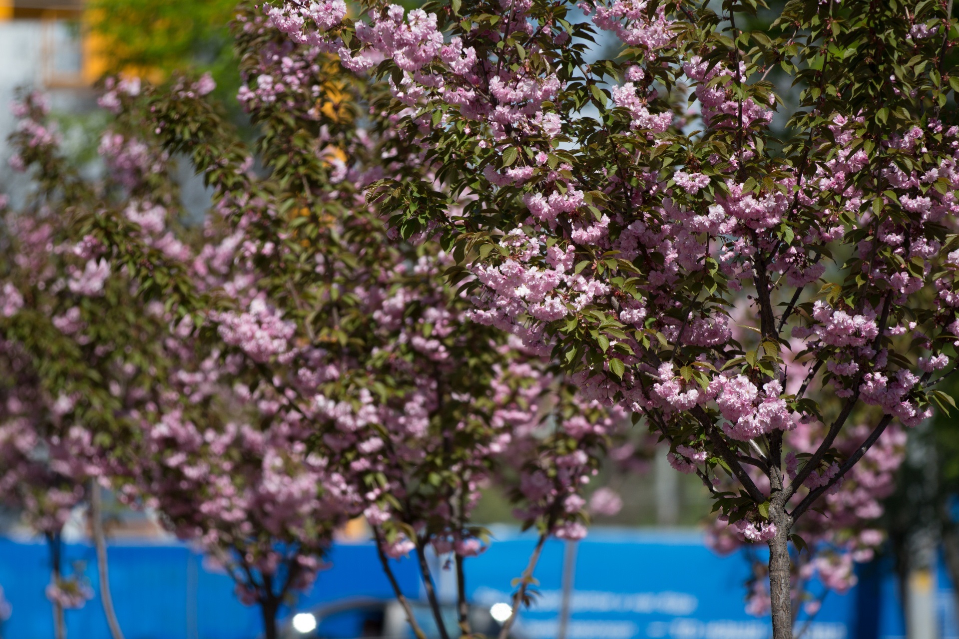 Красота - фото: dniprorada.gov.ua