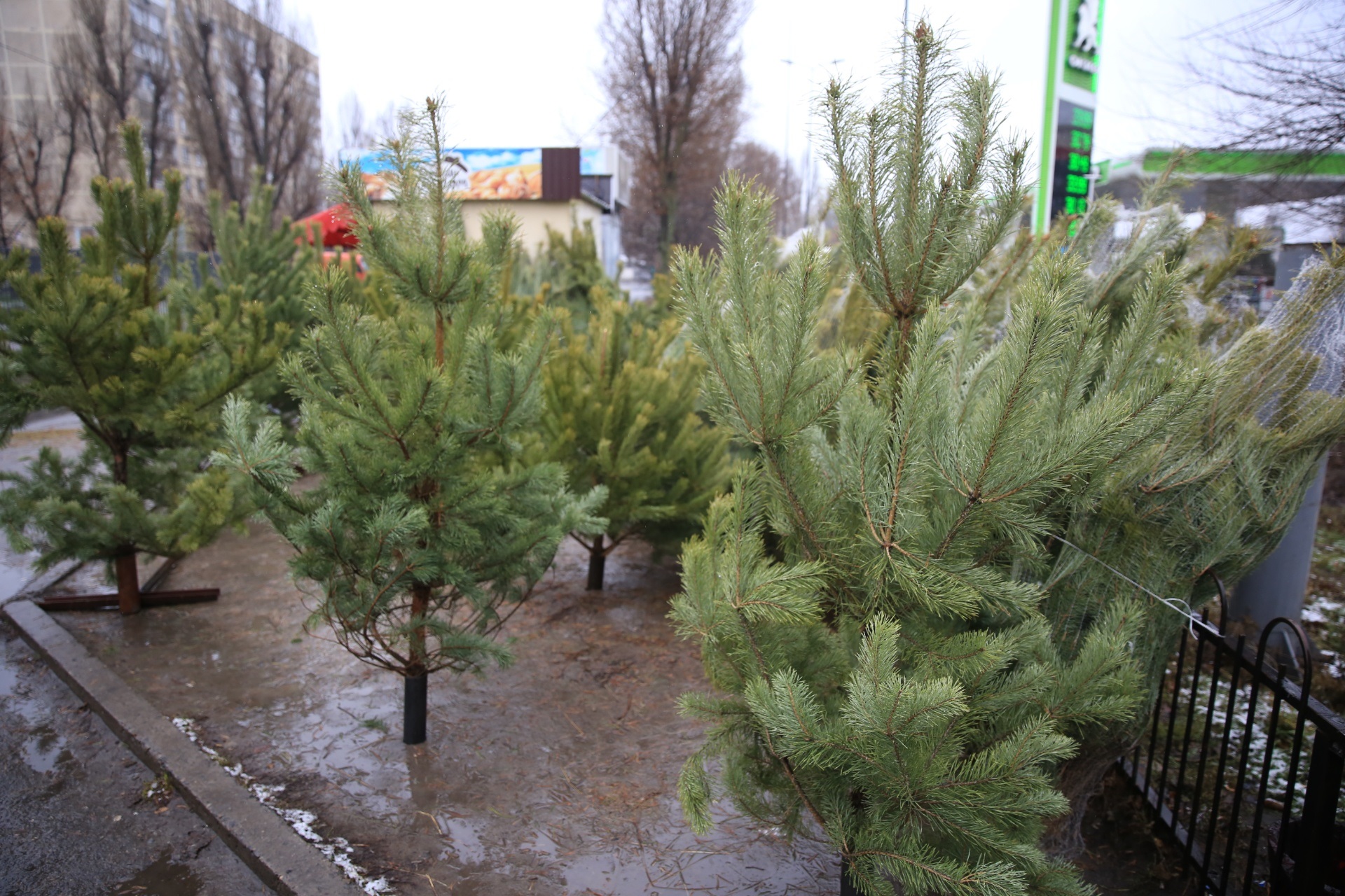 В Днепре проверяют точки продаж елок - || фото: dniprorada.gov.ua