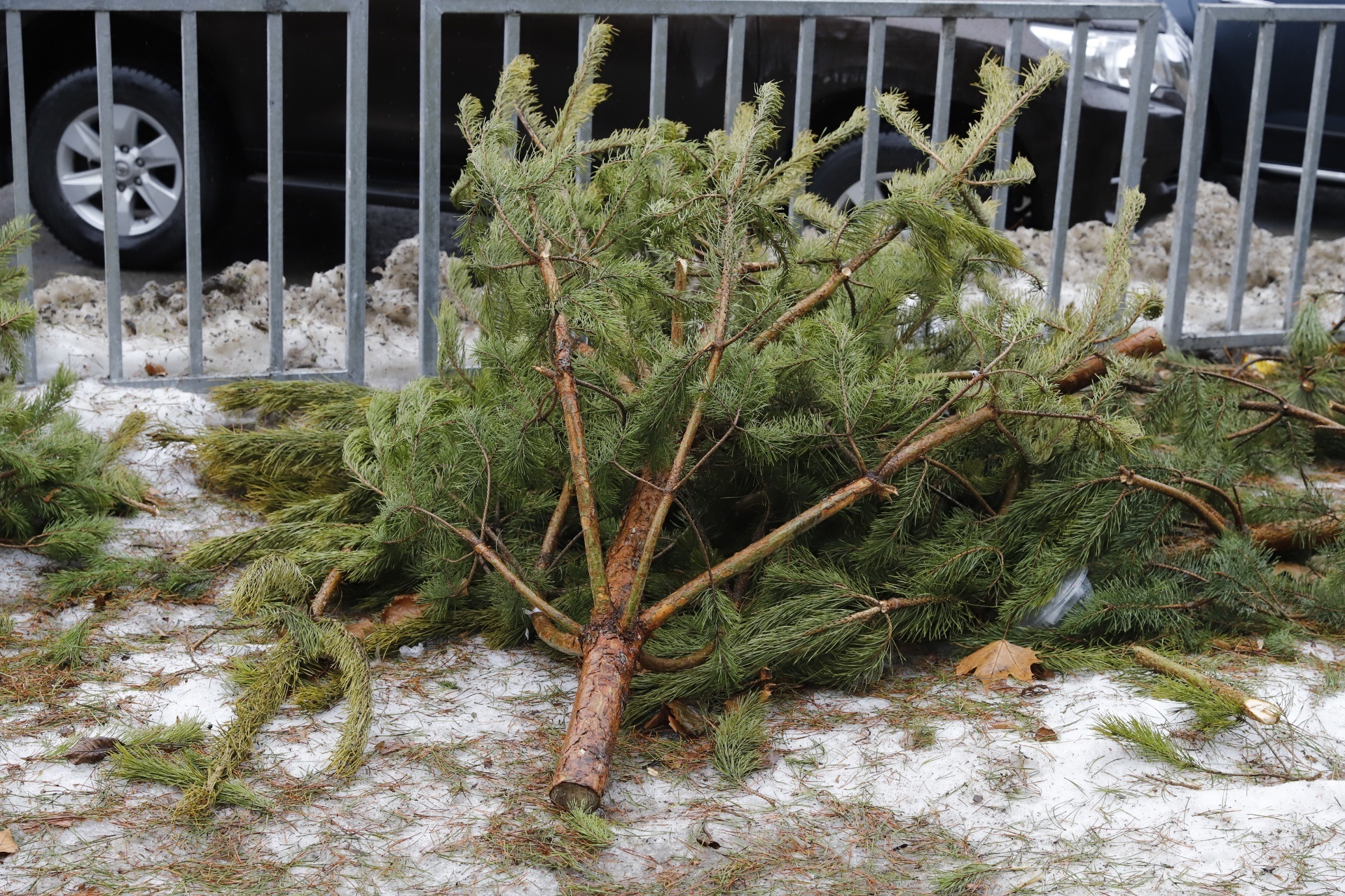 В Днепре не успели продать все елки - || фото: dniprorada.gov.ua