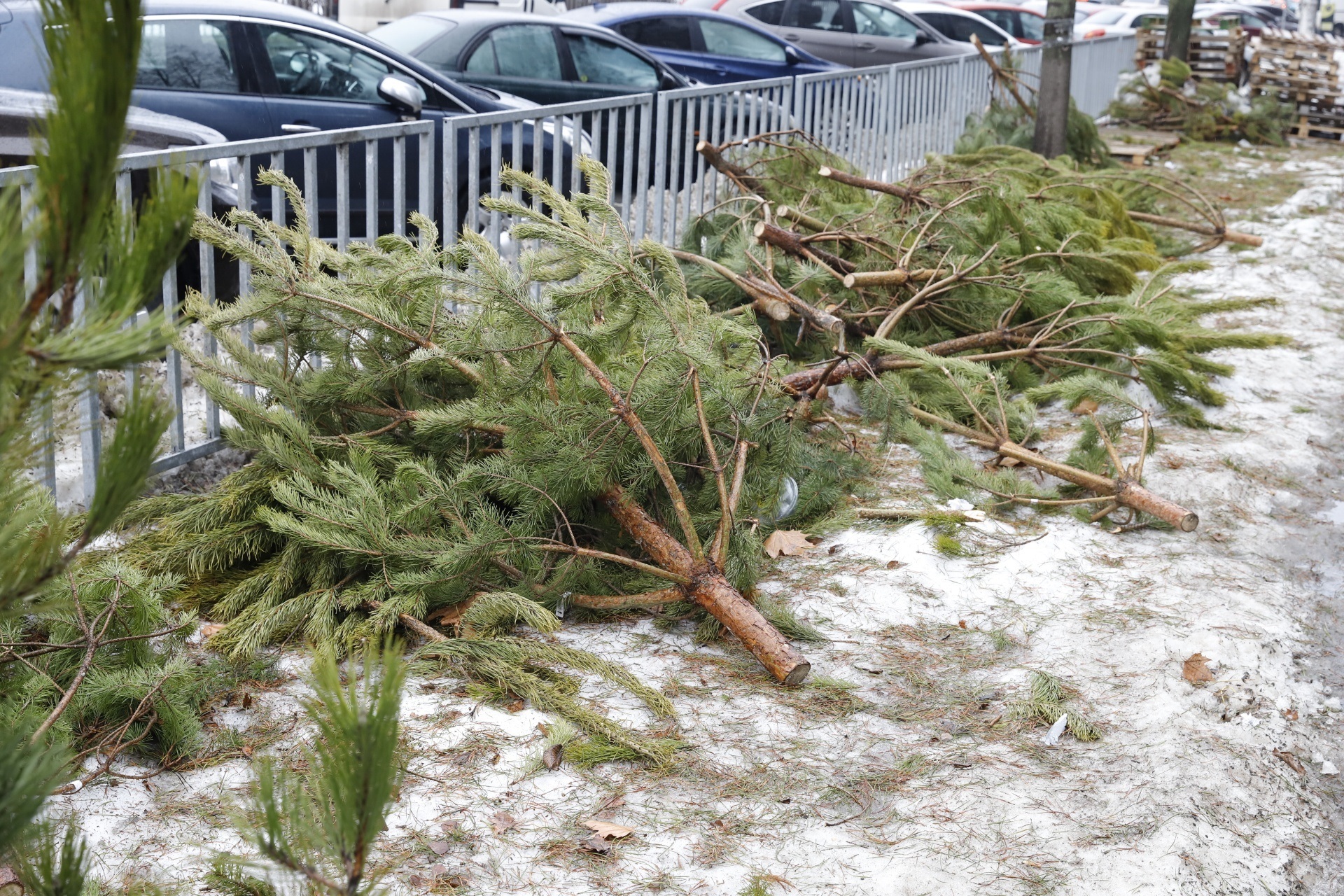 Непроданные елки бросили на тротуаре - || фото: dniprorada.gov.ua